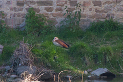 Alopochen aegyptiaca