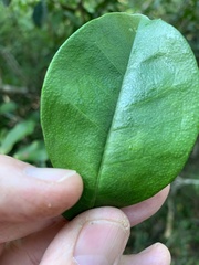 Suregada zanzibariensis