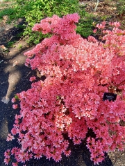 Rhododendron kaempferi