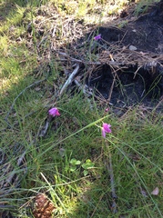 Olsynium douglasii