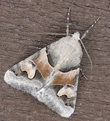 Drasteria pallescens