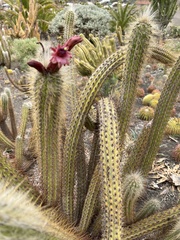 Oreocereus