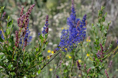 Ceanothus cyaneus