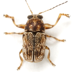 Pachybrachis impurus