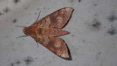 Xylophanes rufescens