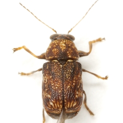Pachybrachis impurus