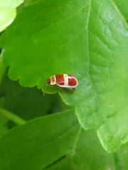 Asphaera discicollis