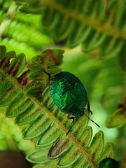 Erachtheus lutulentus