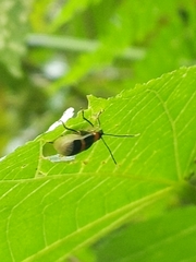 Paratriarius