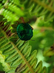 Erachtheus lutulentus