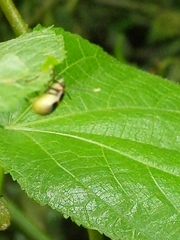Paratriarius