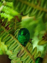 Erachtheus lutulentus