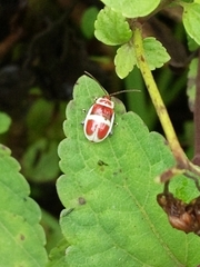 Asphaera discicollis