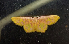 Chrysocraspeda faganaria