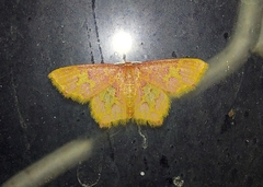 Chrysocraspeda faganaria