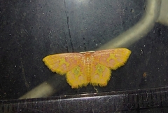 Chrysocraspeda faganaria