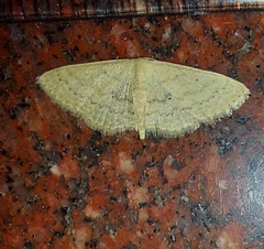 Scopula minorata