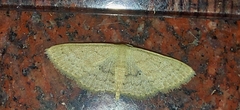 Scopula minorata