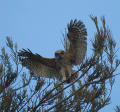 Bubo virginianus