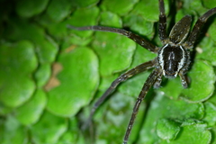 Dolomedes raptor