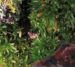 Bryophyta