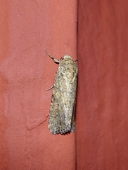 Spodoptera exigua