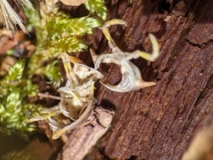 Arthrophaga myriapodina