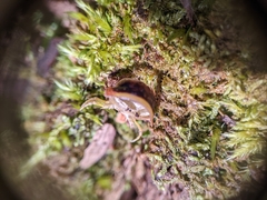 Arthrophaga myriapodina