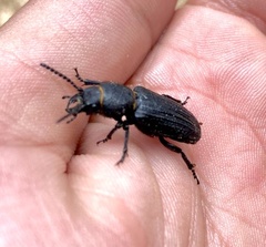 Neospondylis