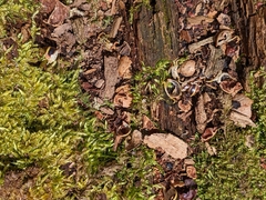 Arthrophaga myriapodina