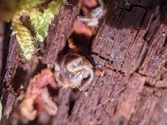Arthrophaga myriapodina
