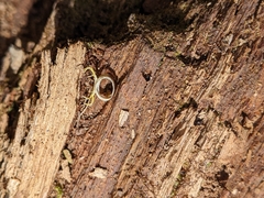 Arthrophaga myriapodina