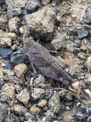 Oedipoda canariensis