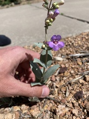 Penstemon versicolor
