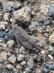 Oedipoda canariensis