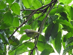 Pachysylvia aurantiifrons