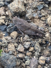 Oedipoda canariensis