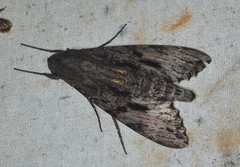 Isognathus swainsonii
