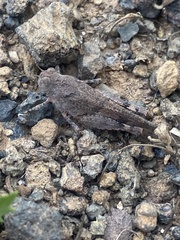 Oedipoda canariensis