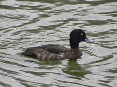 Aythya fuligula