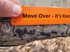 Diatrype disciformis