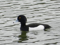 Aythya fuligula