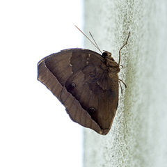 Thaumantis noureddin