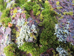Bryophyta