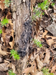 Diatrype disciformis