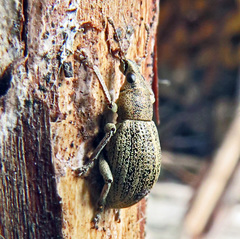 Sciaphobus squalidus