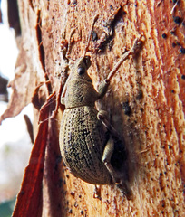 Sciaphobus squalidus