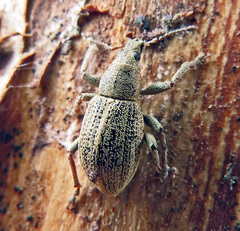 Sciaphobus squalidus