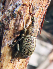 Sciaphobus squalidus