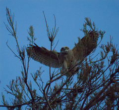 Bubo virginianus